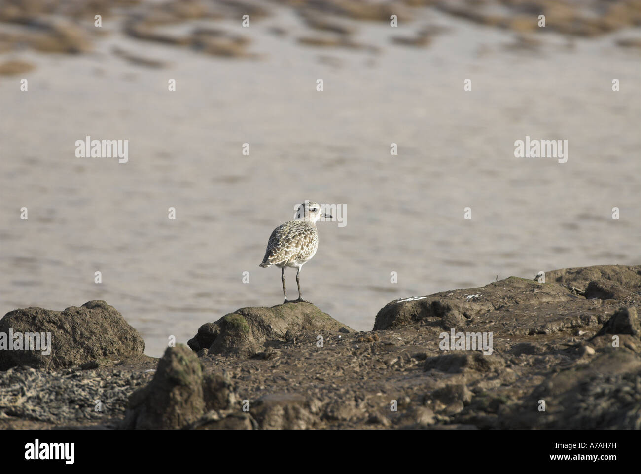 Grey Plover pluvialis squatarola singolo uccello appollaiato sulla banca di fango da estuario di marea NORFOLK REGNO UNITO Marzo Foto Stock