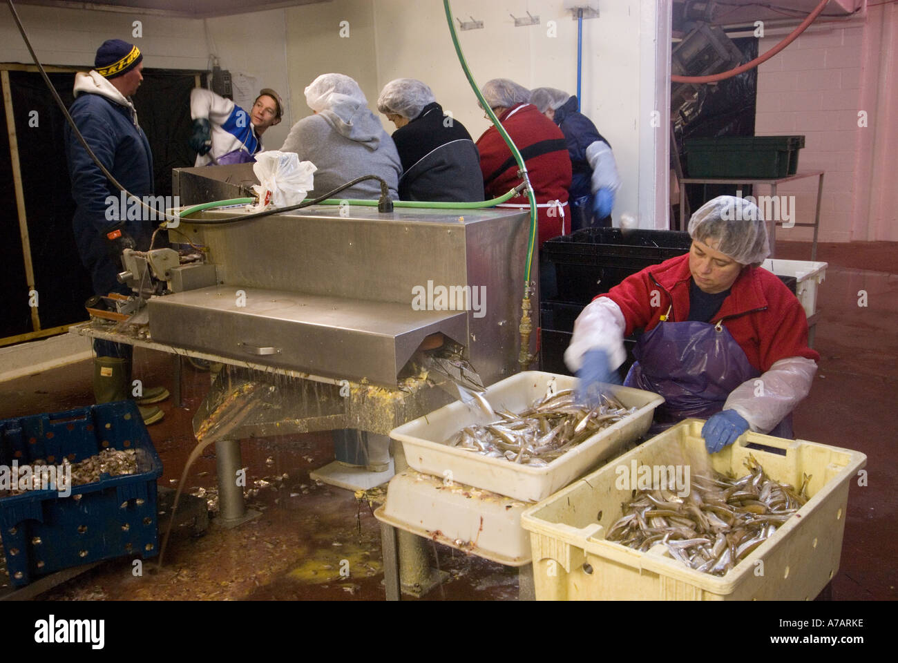 La lavorazione del pesce impianto Miramichi Bay New Brunswick Foto Stock