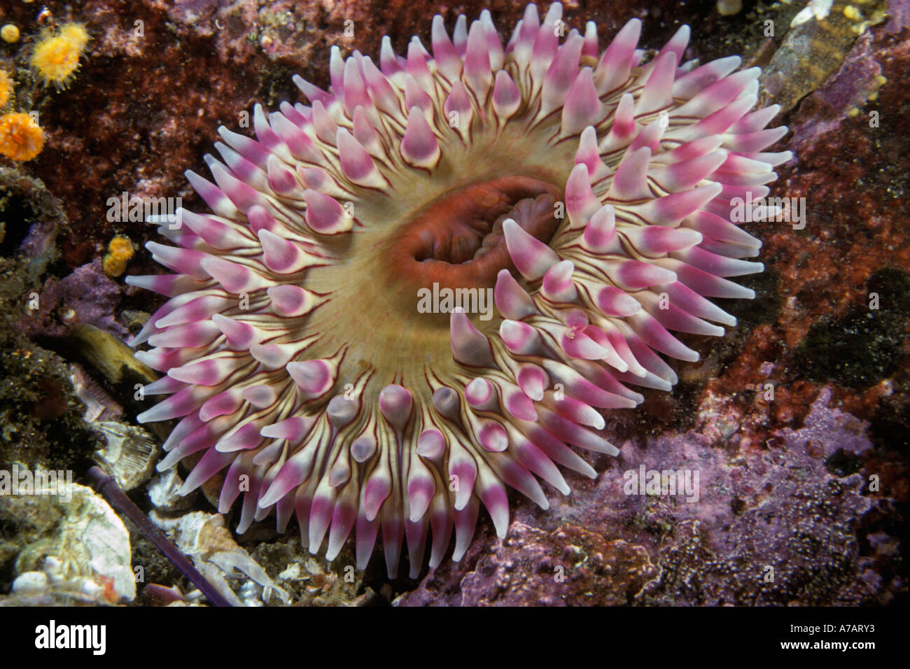 Tozza rose anemone, Urticina coriacea, British Columbia, Canada. Foto Stock