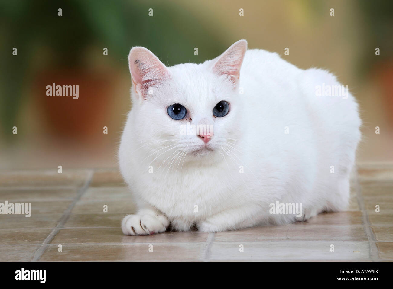 Oriental Shorthair gatto bianco Foto Stock