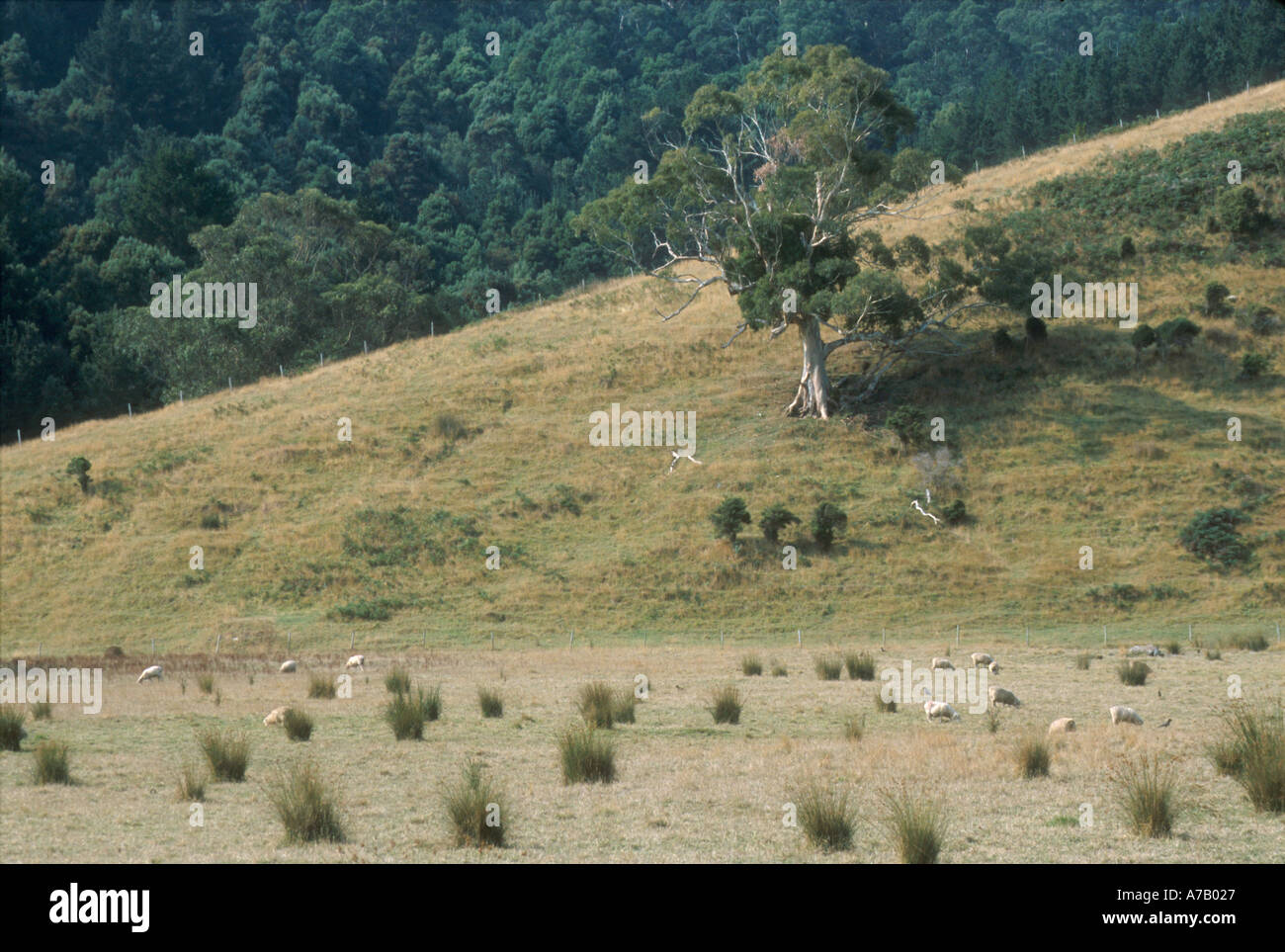 Pecore al pascolo su Campi sulla Great Ocean Road Victoria Australia Foto Stock