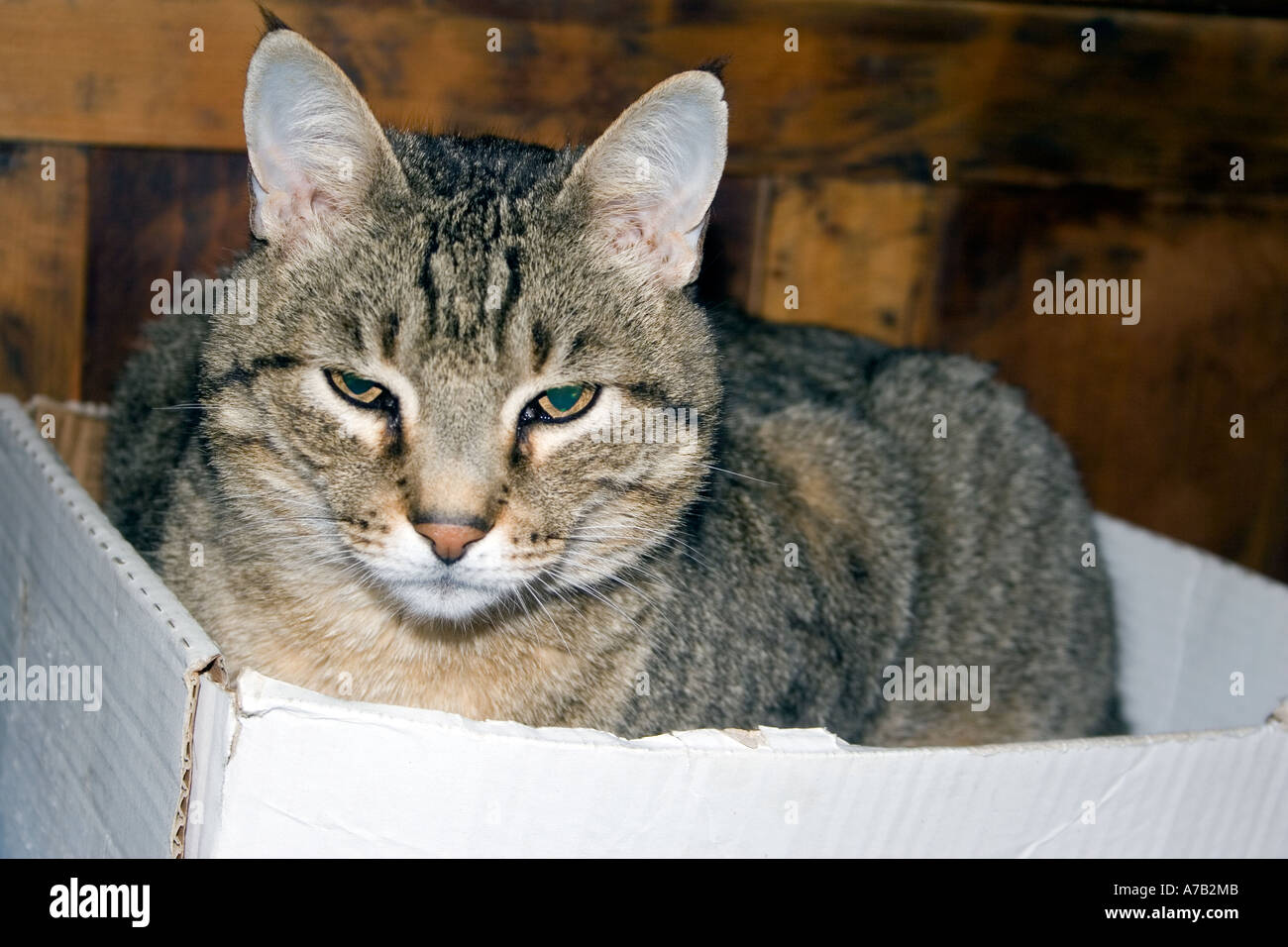 Gatto in una scatola, Tabby Tom Cat in scatola di cartone Foto Stock