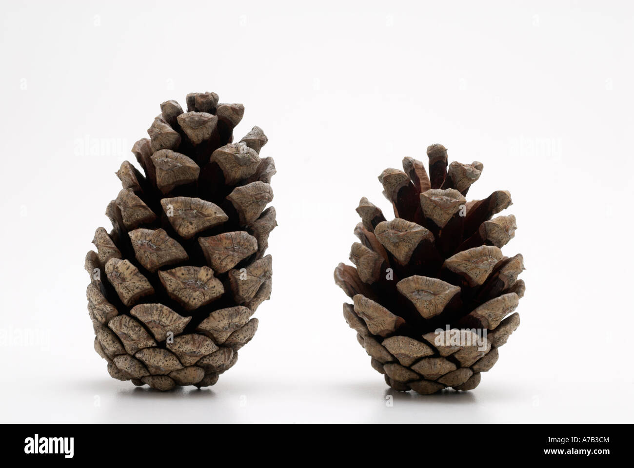 Due coni del pino Foto Stock