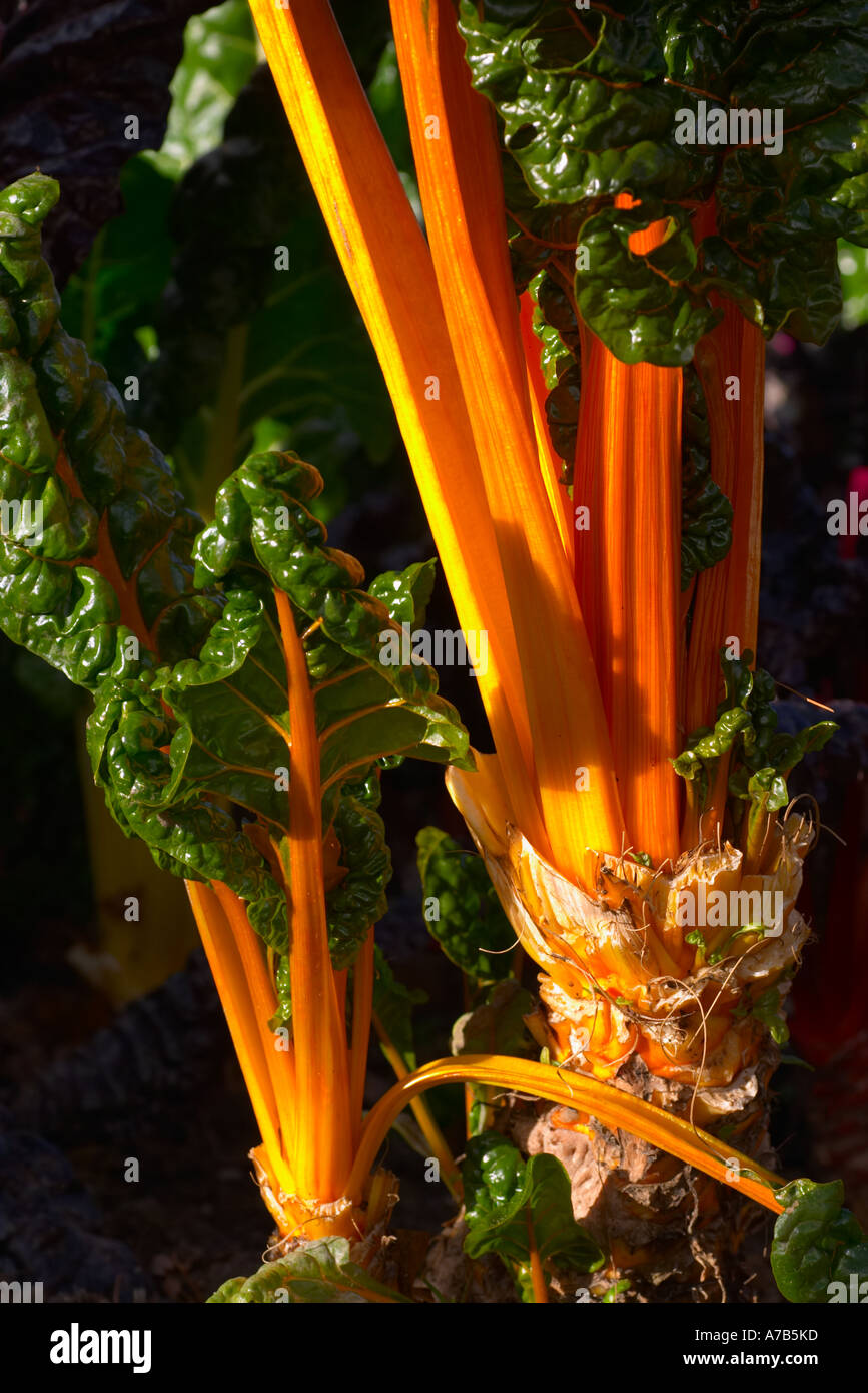 Bietola da coste arcobaleno Foto Stock