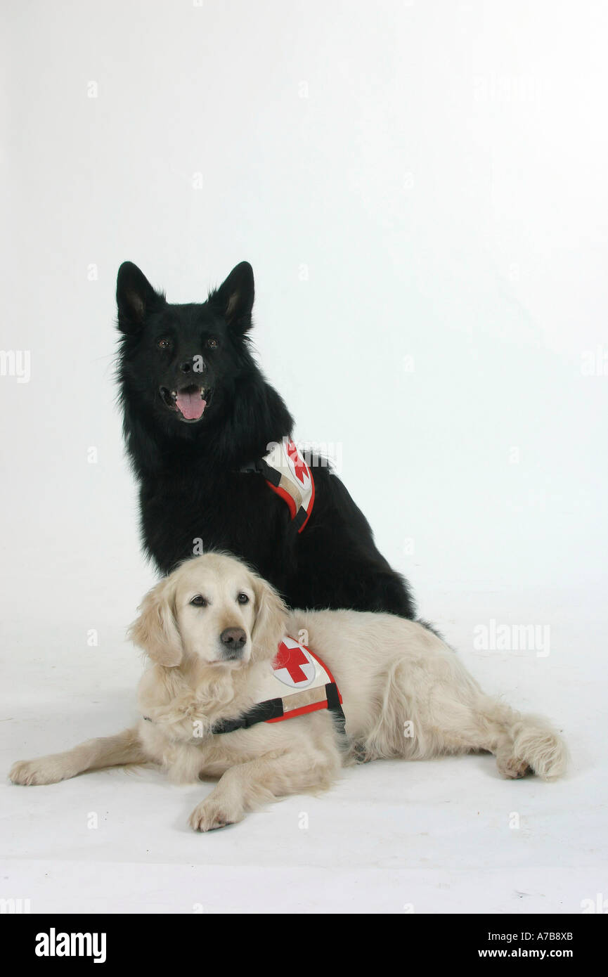 Cani da salvataggio Foto Stock