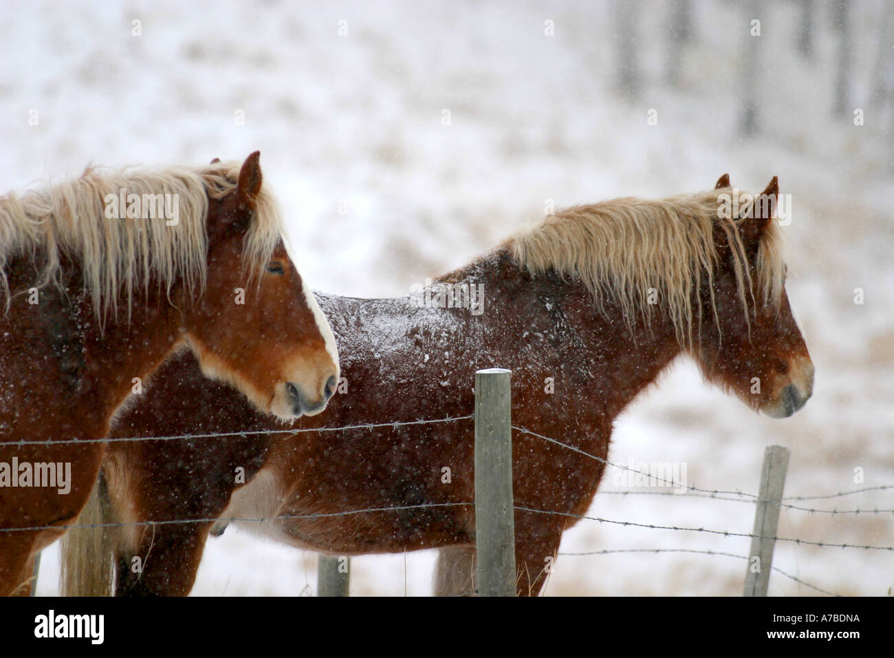 Horse rovistando in un pascolo boschive Foto Stock