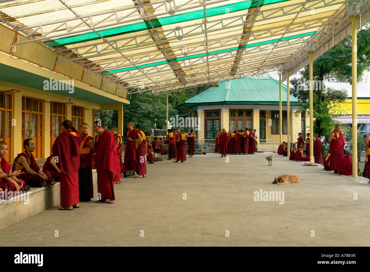 I monaci a namgyal gompa Foto Stock