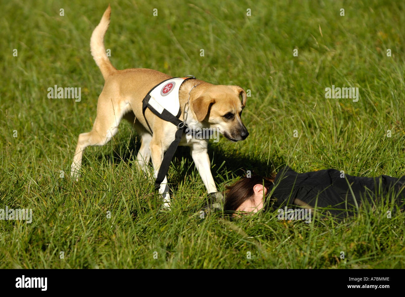 Cane da salvataggio Foto Stock