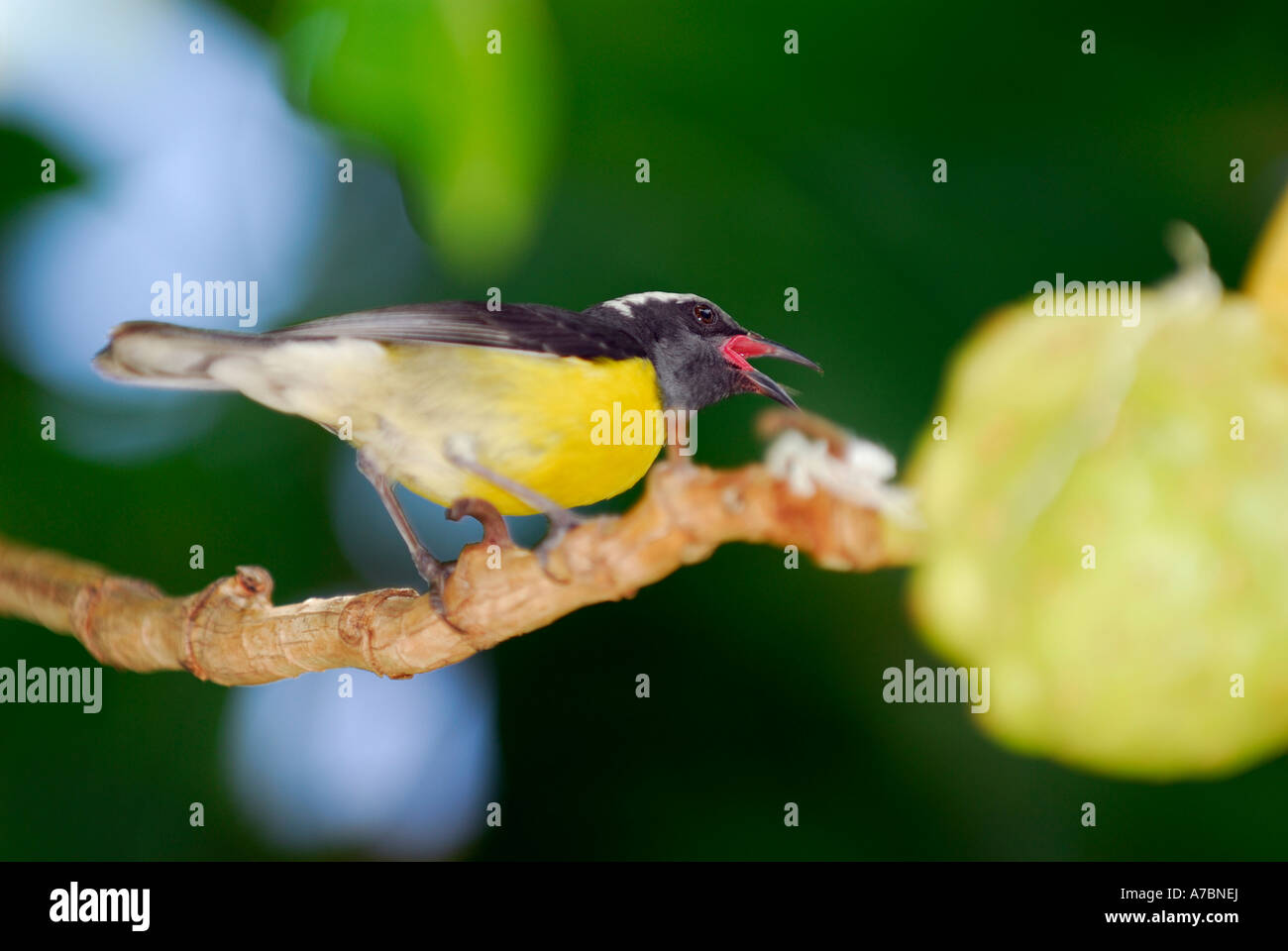 Bananaquit songbird cantare in un albero di Noni Marrten St Foto Stock