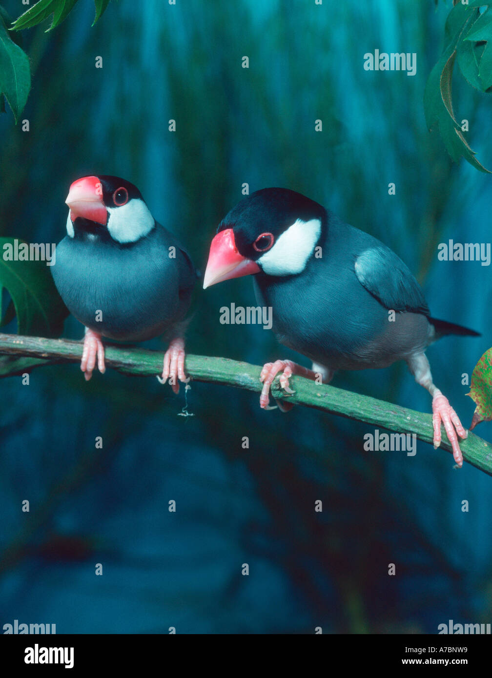 Padda oryzivora Foto Stock