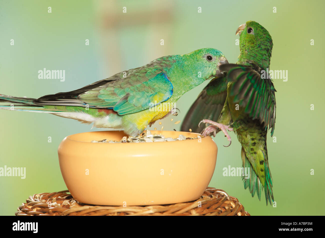Bloccate Parrocchetto Lineolated parrocchetto e red-rumped Parrot combattimenti alla vaschetta di alimentazione / Bolborhynchus lineola et Psephotus haematon Foto Stock