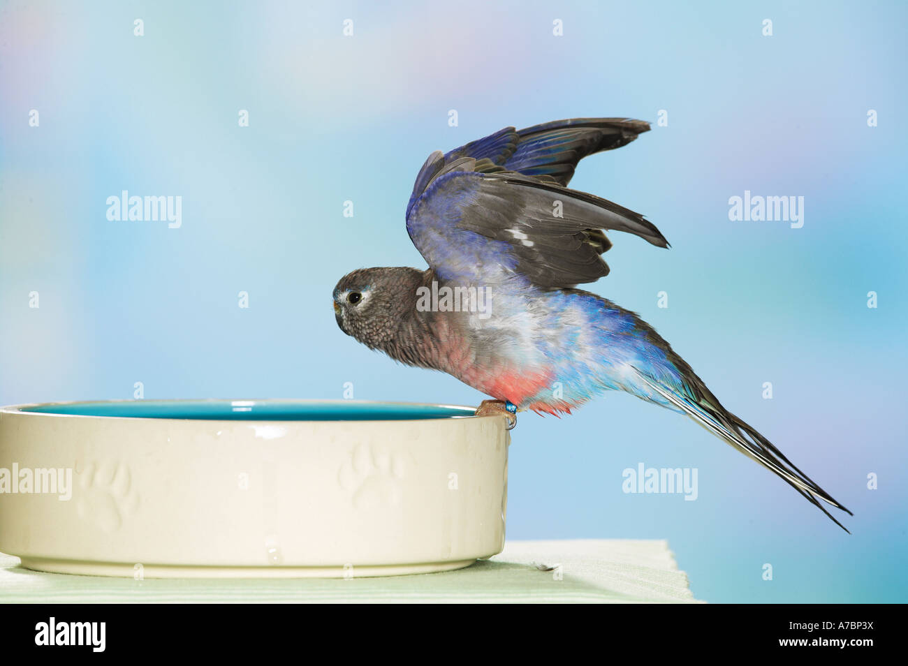 Bourke s Parrot al recipiente di alimentazione Neopsephotus bourkii Foto Stock