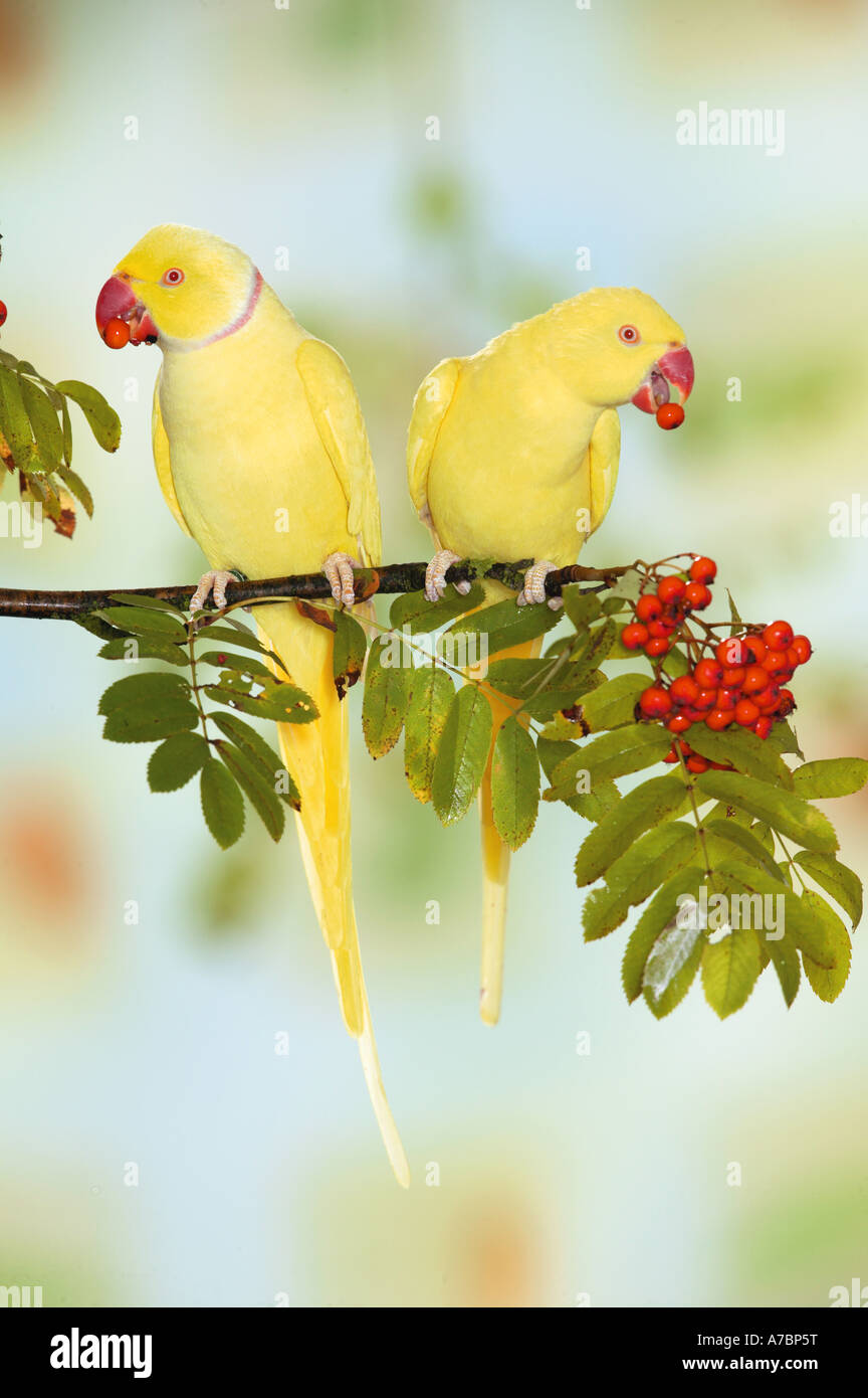 Anello di due colli su Parakeets ramoscello di rowan / Psittacula krameri Foto Stock