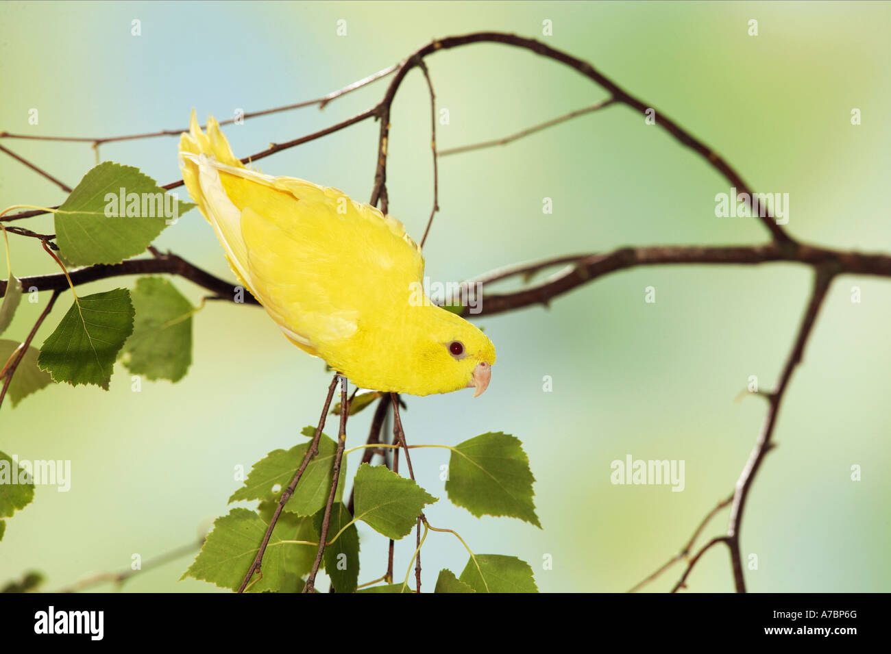 Bloccate parrocchetto sul ramoscello / Bolborhynchus lineola Foto Stock