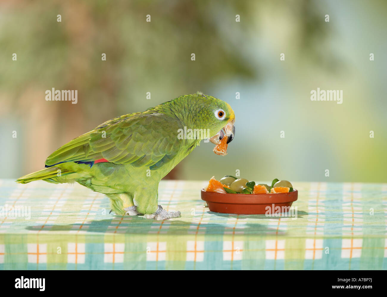 Amazona ochrocephala (Amazona ochrocephala) che mangia frutta da un piatto su un tavolo Foto Stock