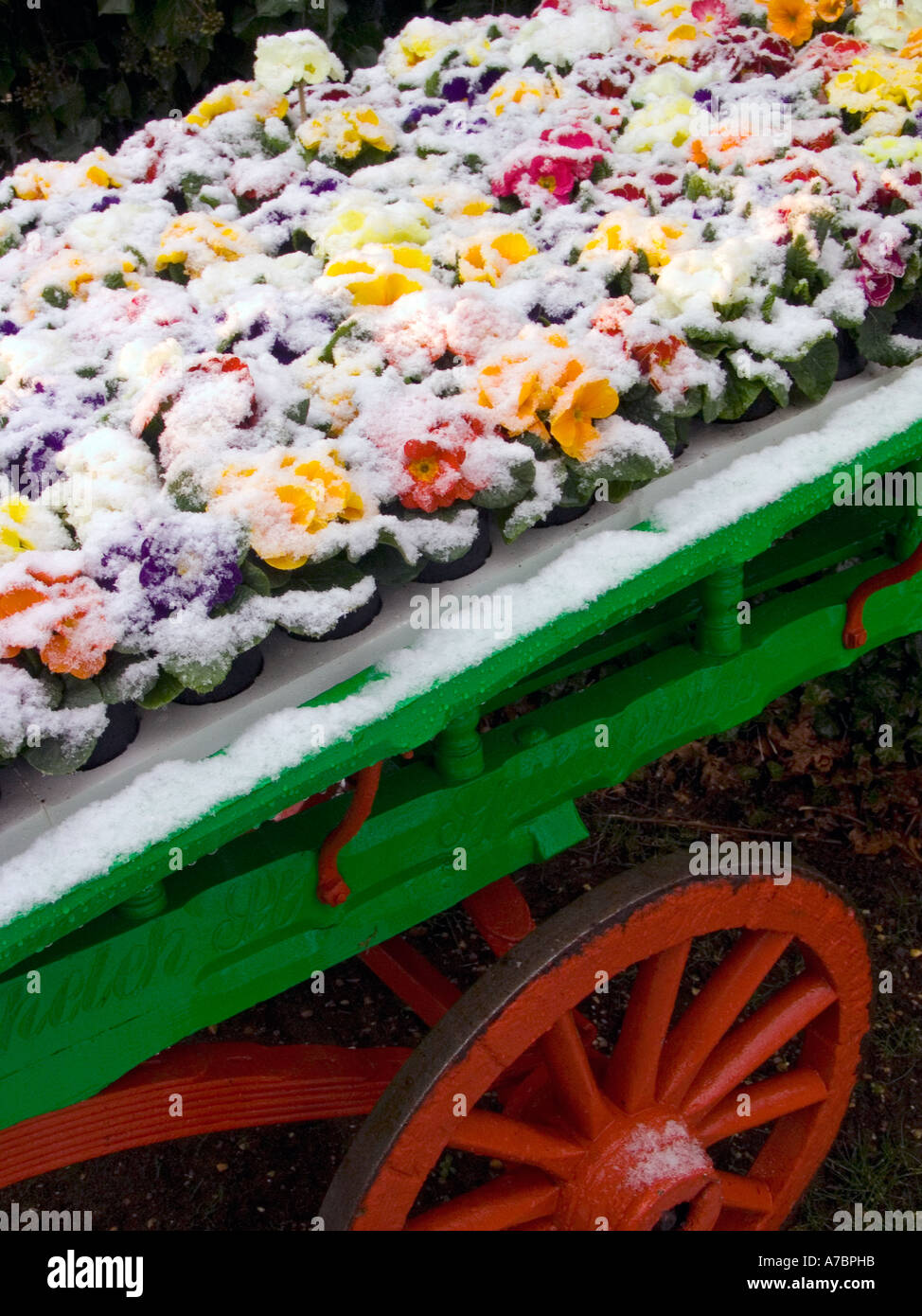 Primulas sotto alla fine di marzo la neve esposti per la vendita su un tradizionale mercato di legno commercianti carrello Foto Stock
