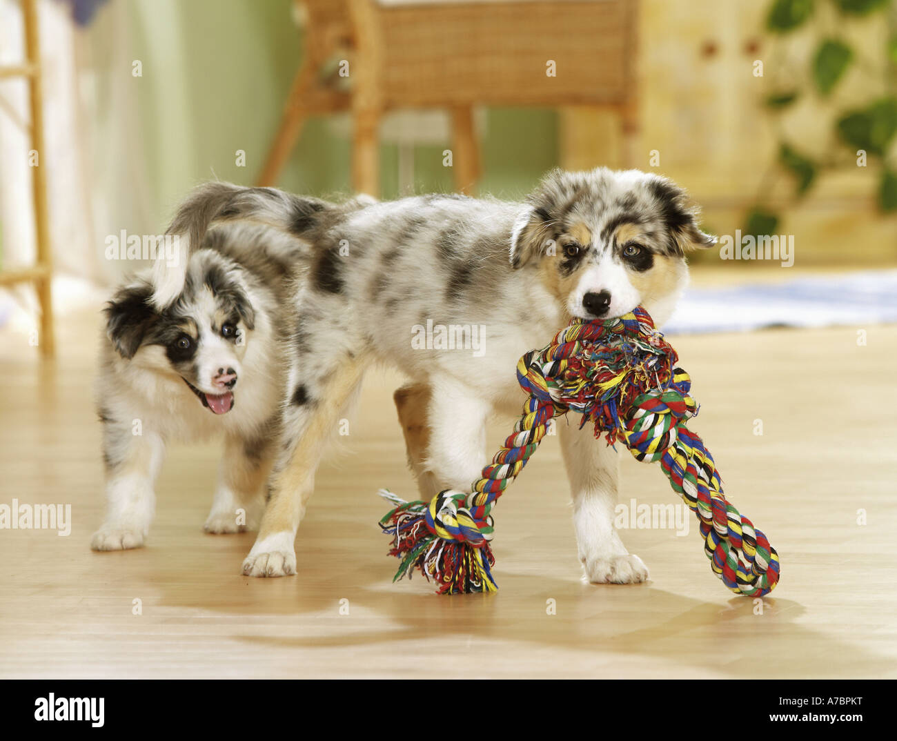 Border Collie. Due cuccioli che giocano in un appartamento con una corda colorata Foto Stock