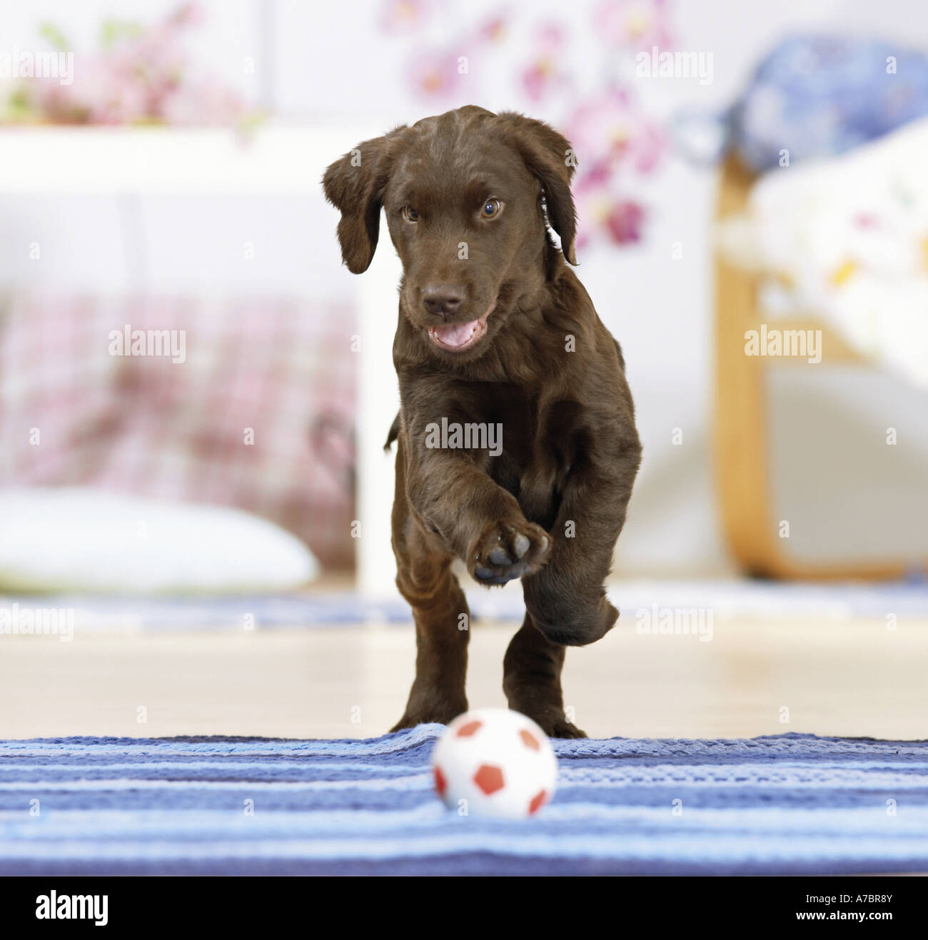 Appartamento rivestite Retriever cucciolo - giocando con sfera Foto Stock