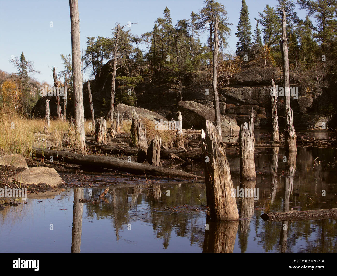 Beaver pond, Gotter Lago, Minnesota. Foto Stock