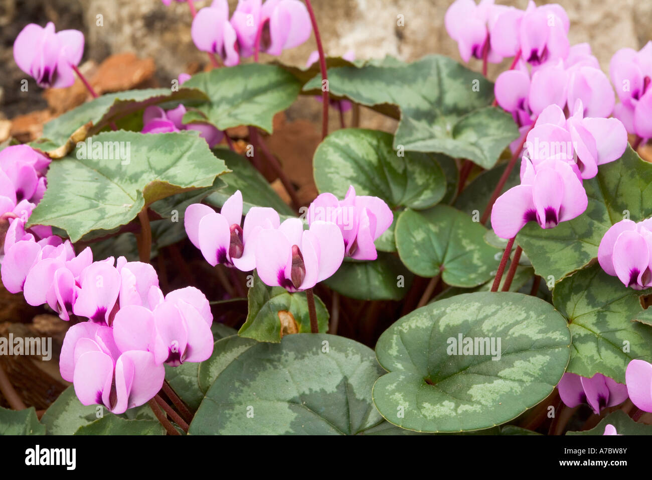 Ciclamino Coum Caucasicum Primulaceae Foto Stock