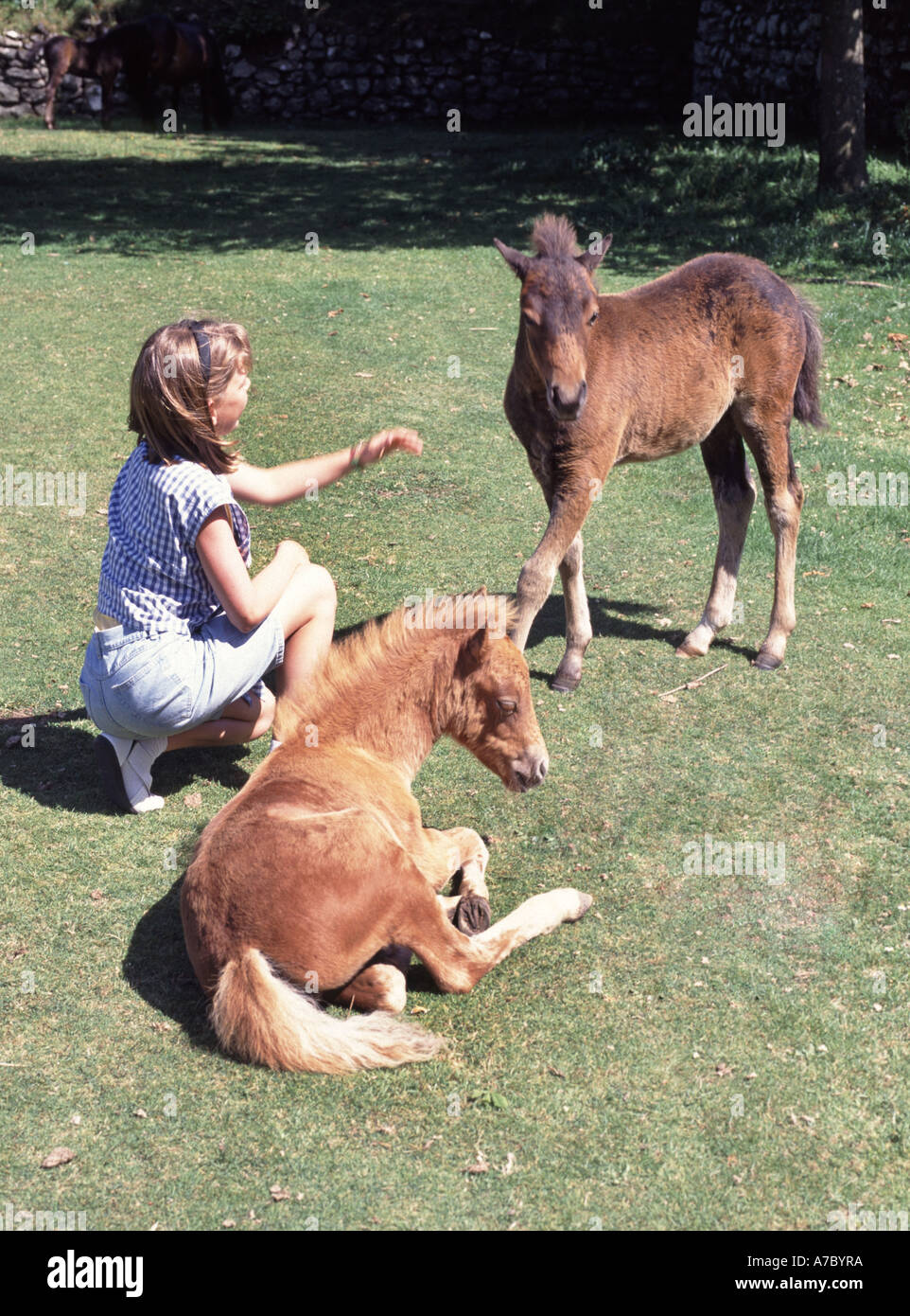 Primo piano dei pony Dartmoor liberi che vagano befriended da ragazza giovane sul verde villaggio a Widecombe nel Dartmoor Dartmoor Devon Inghilterra Regno Unito Foto Stock