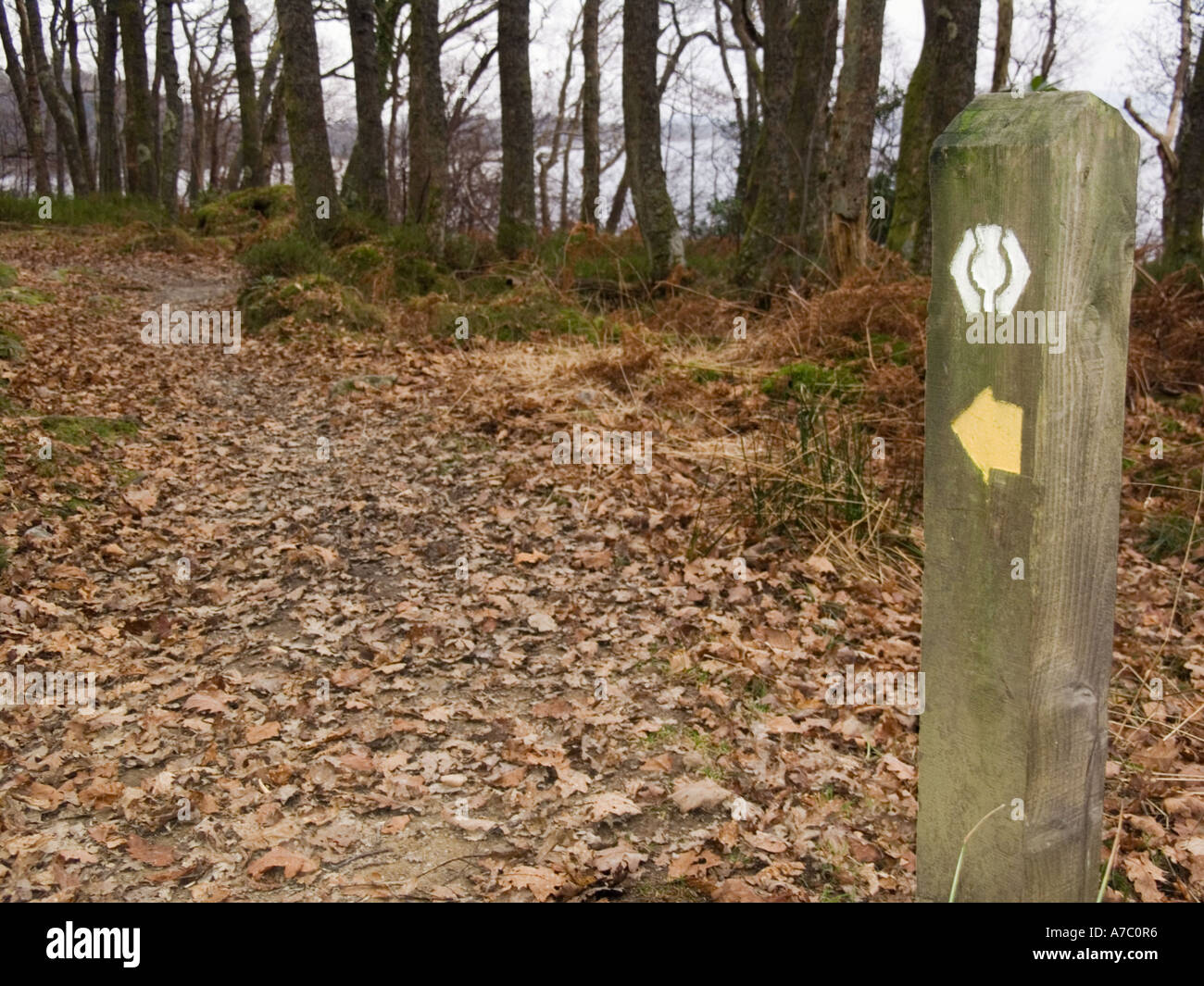 Sentiero pubblico segno posto con una freccia gialla e bianca simbolo di cardo nel bosco 'Loch Lomond e il Trossachs "Parco Nazionale" Foto Stock