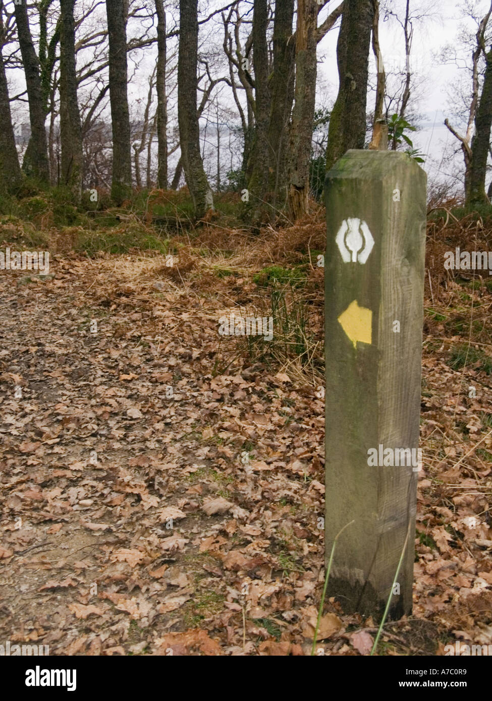 Sentiero pubblico segno posto con una freccia gialla e bianca simbolo di cardo nel bosco in Loch Lomond e il Trossachs National Park. Foto Stock