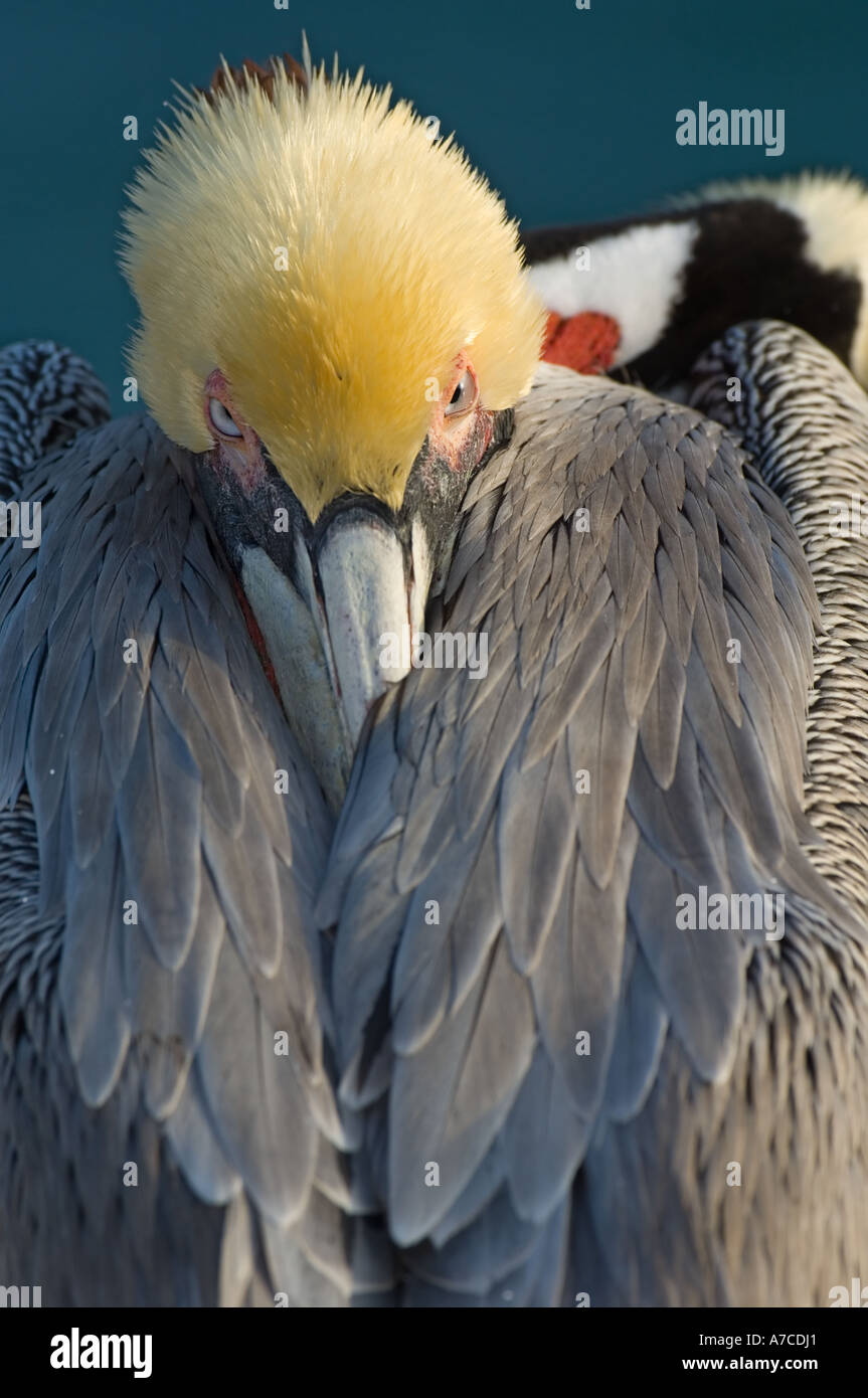 Chiudere l immagine della California Brown Pelican in appoggio con bill nascosto in piume Foto Stock