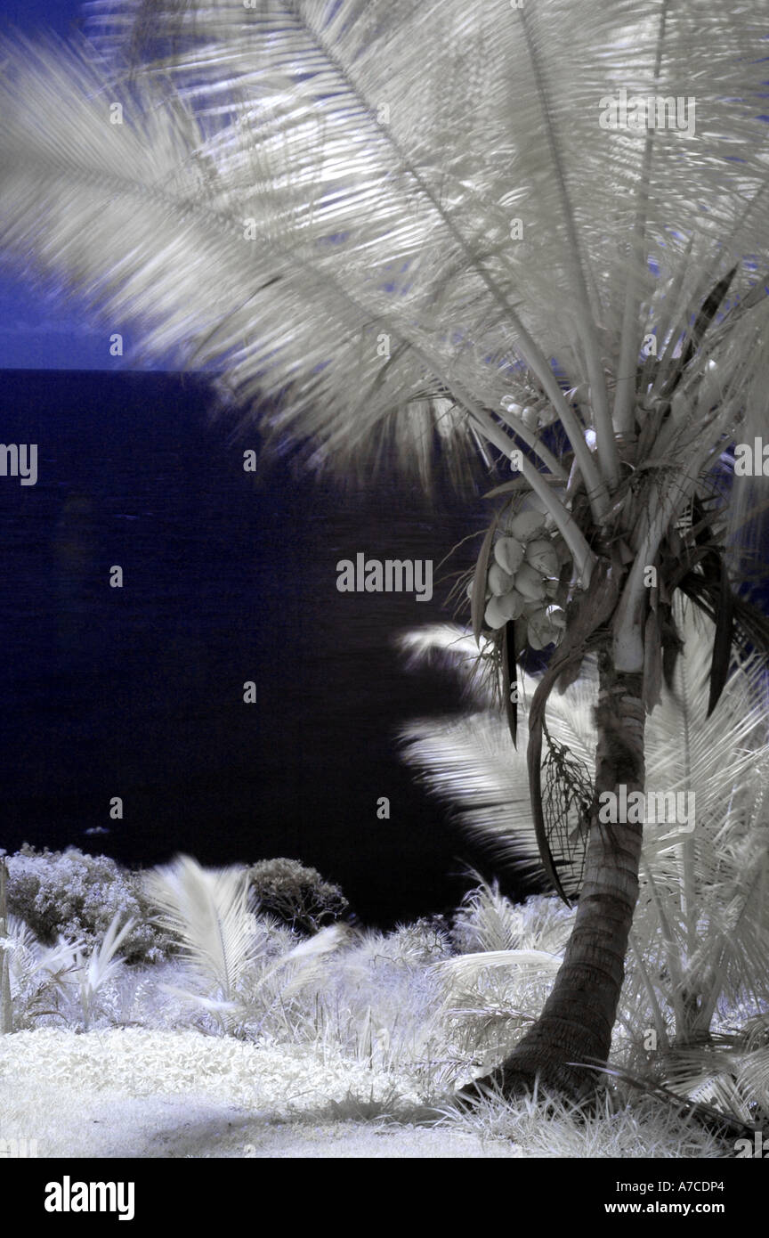 Le palme a Sarina Beach in QLD tra Townsville e Rockhampton in Australia Foto Stock