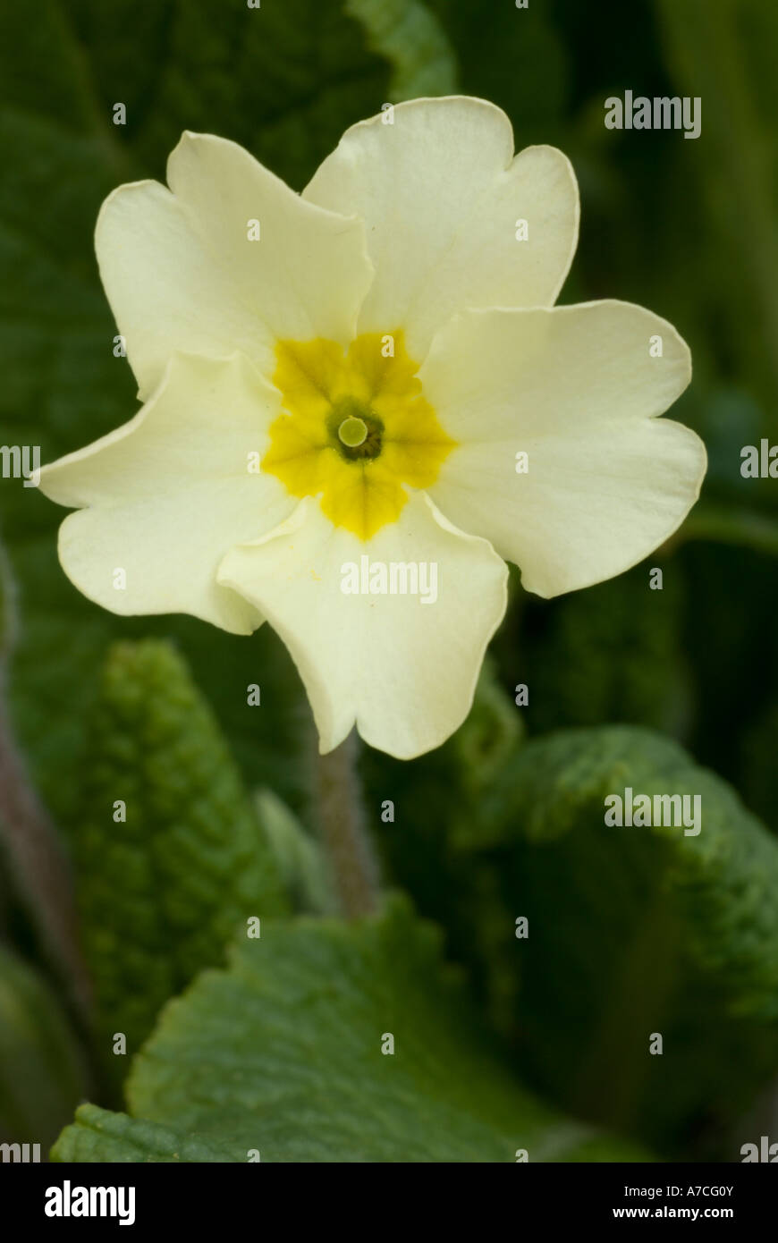 Primo piano di Primrose flower, Primula vulgaris, Galles, Regno Unito. Foto Stock