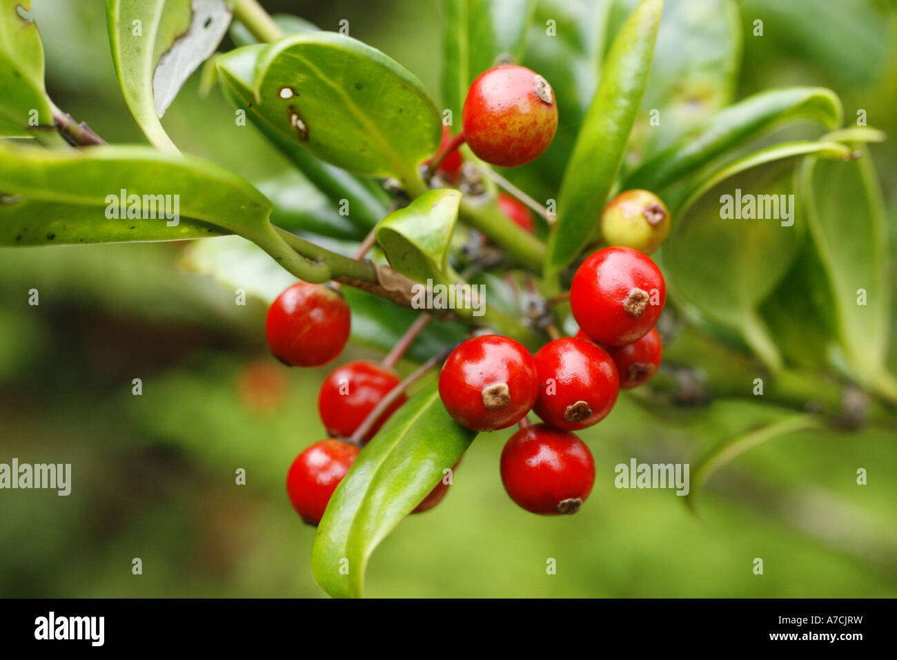 Isole Azzorre flora endemica (holly). Nome portoghese è 'azevinho'. Ilex perado azorica ssp Foto Stock