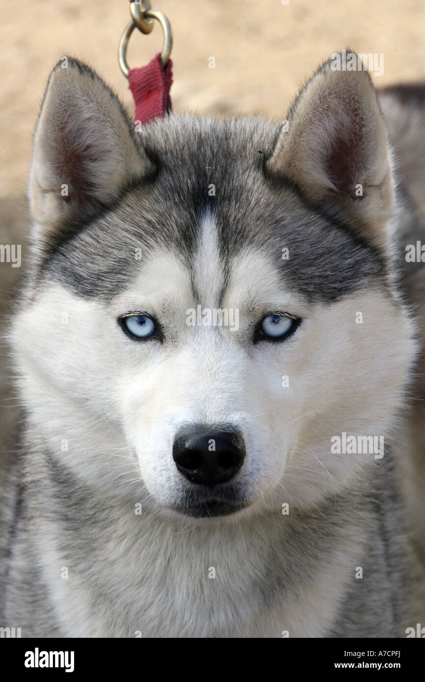 Close up racing husky faccia con occhi blu Foto Stock