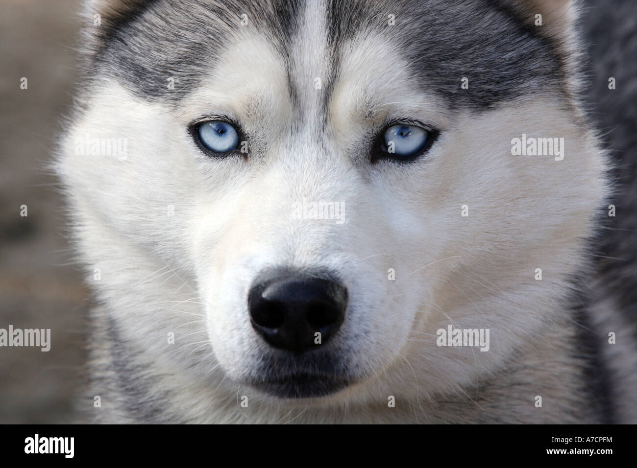 Close up racing husky dog face con gli occhi blu Foto Stock