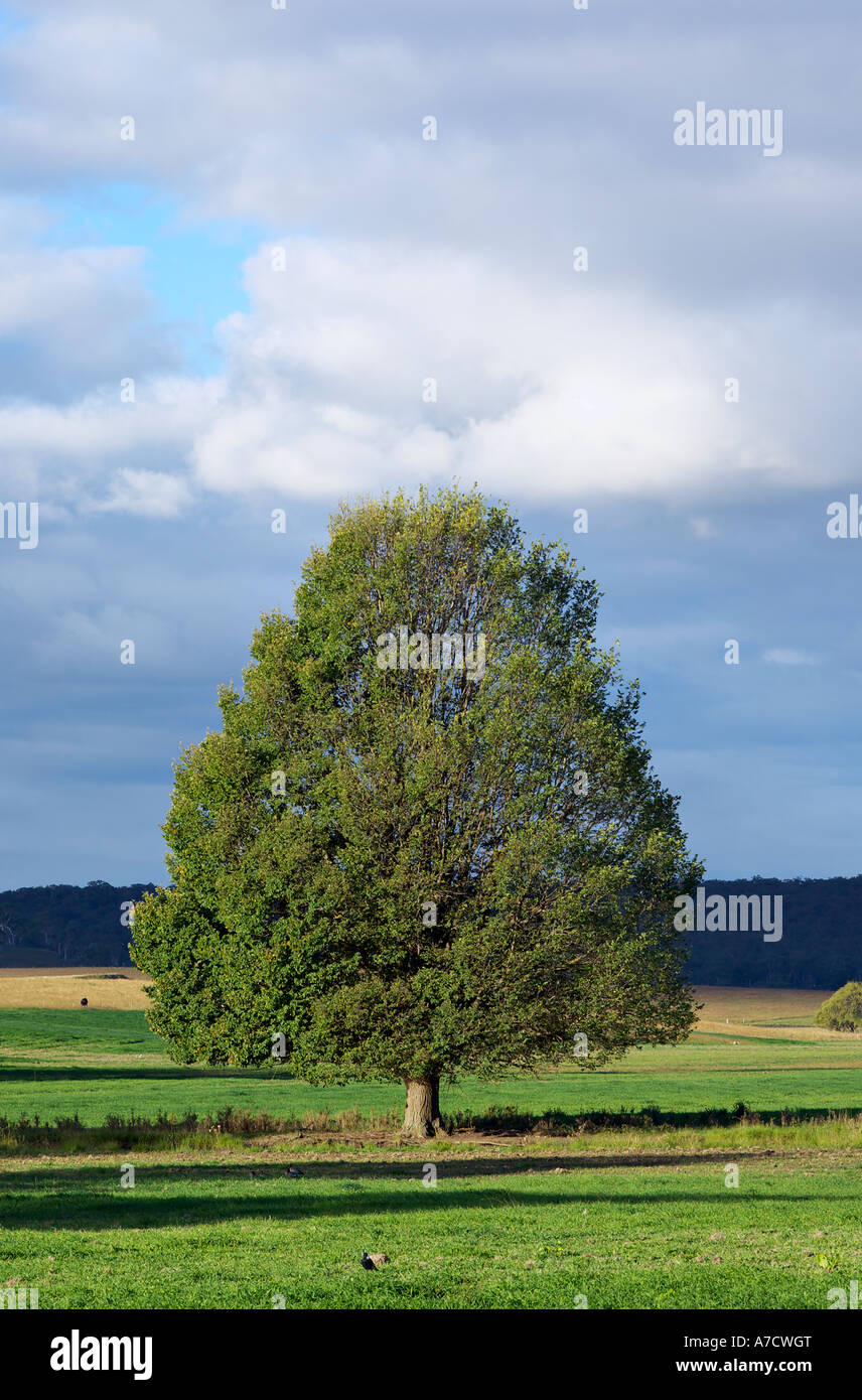 Un singolo folte albero verde sull'erba Foto Stock