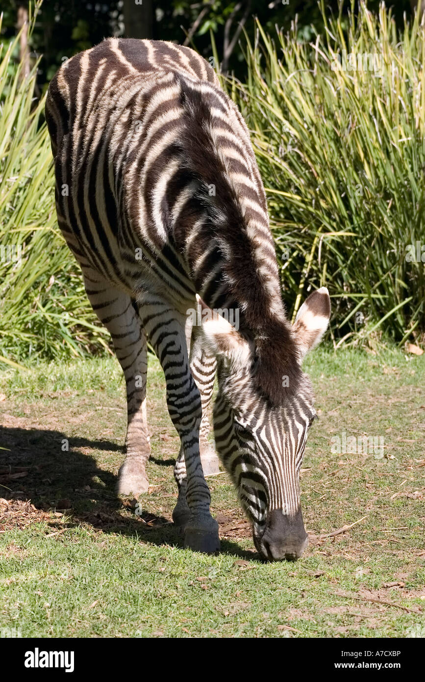 Zebra mangiare erba presso lo zoo di Adelaide Foto Stock