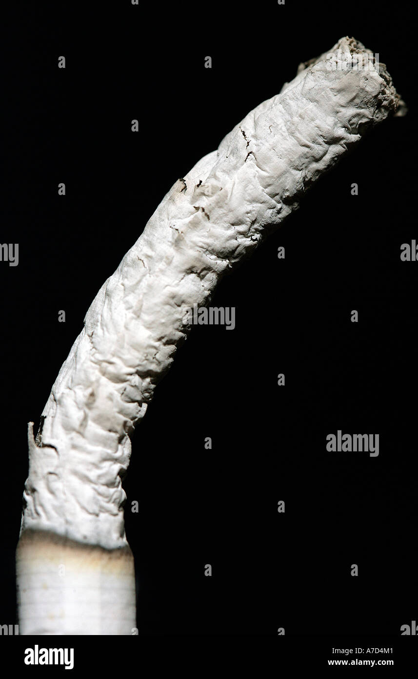 Cenere di sigaretta Foto Stock