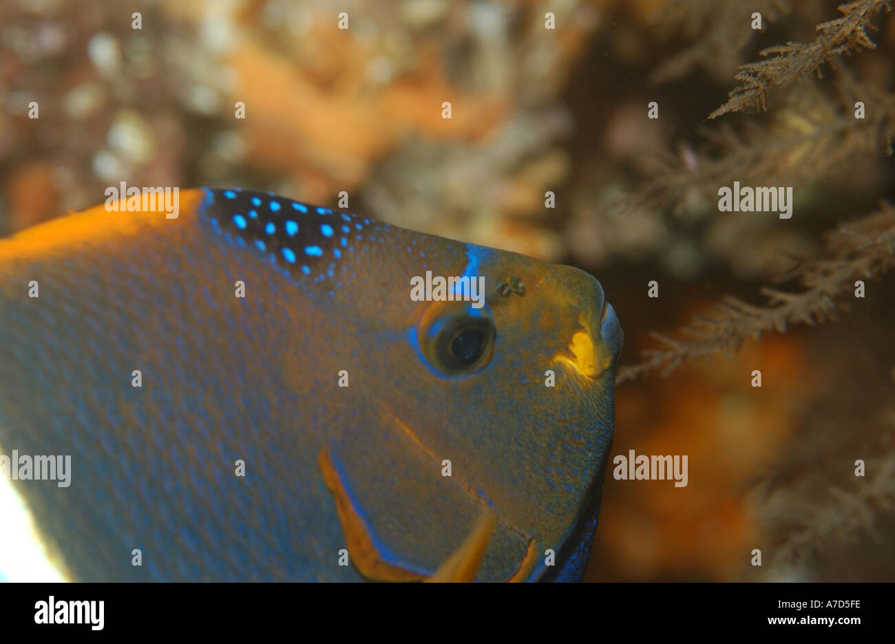 Re ANGELFISH HOLACANTHUS PASSER Galápagos Foto Stock