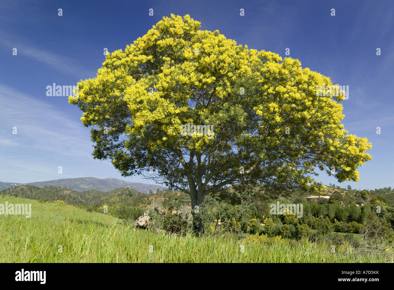 Monchique, Mimosa albero in fiore Foto Stock