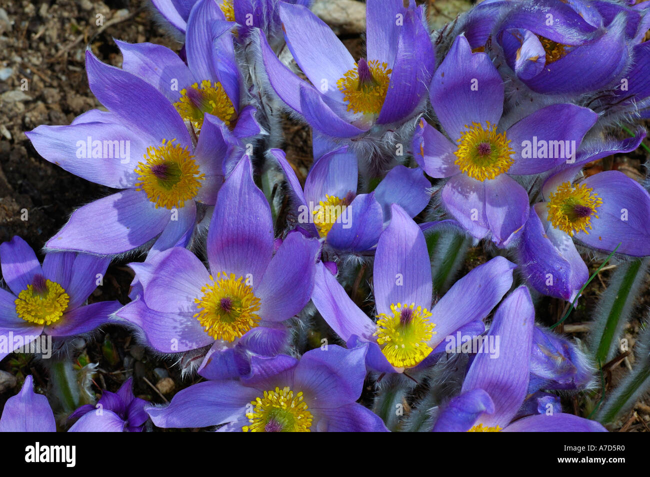 "Pasque flower Pulsatilla halleri ssp. slavica Foto Stock