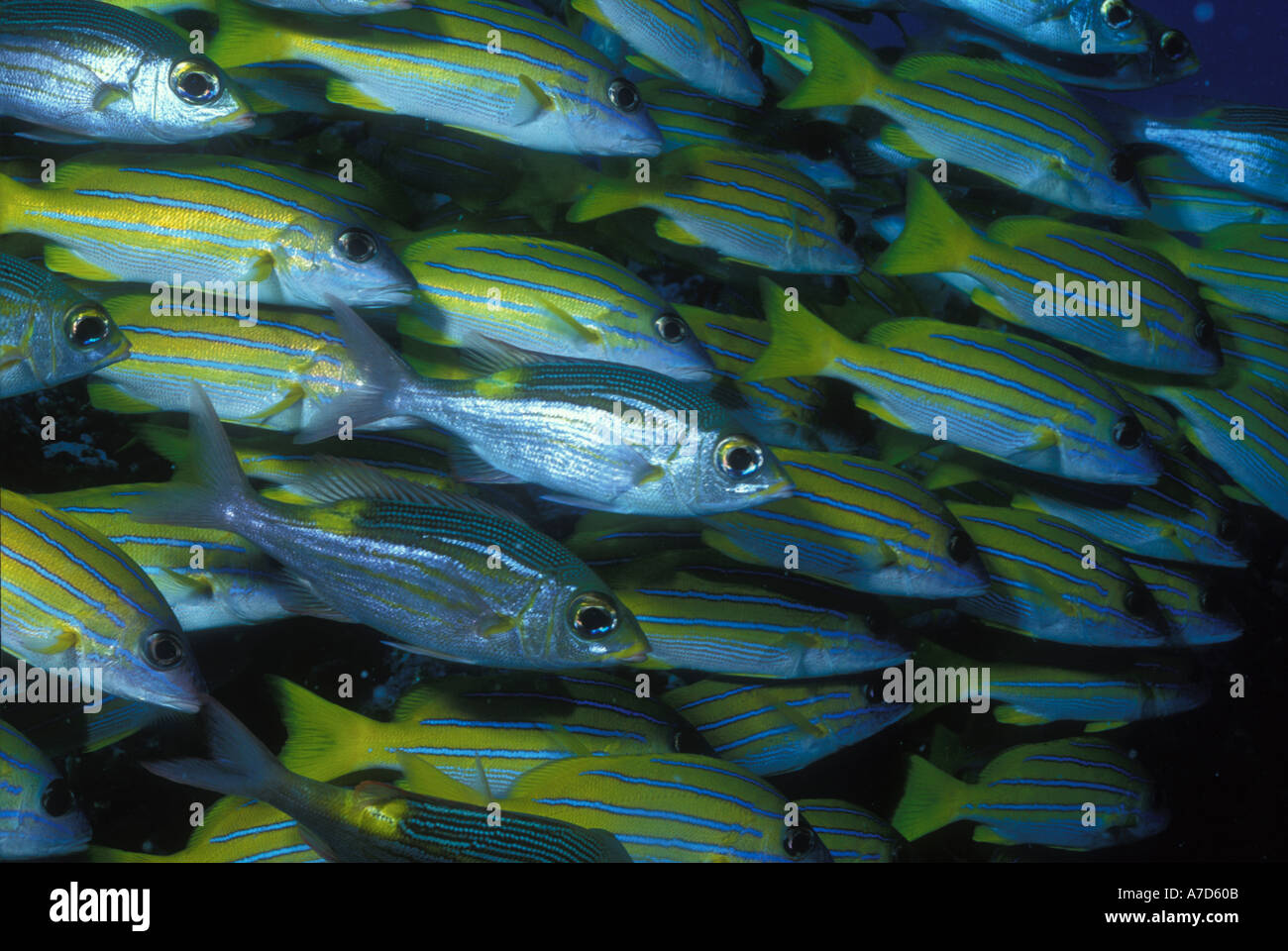 Foderato BLU LUTIANI LUTJANUS KASMIRA e imperatori YELLOWSPOT GNATHODENTEX AUREOLINEATUS PALAU Foto Stock