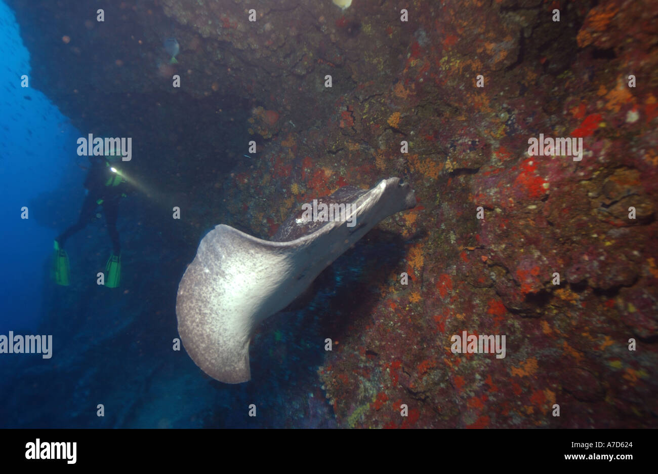 Sommozzatore brilla di una luce subacquea SU UN RAGGIO DI MARMO TAENIURA MEYERI Isole GALAPAGOS Foto Stock