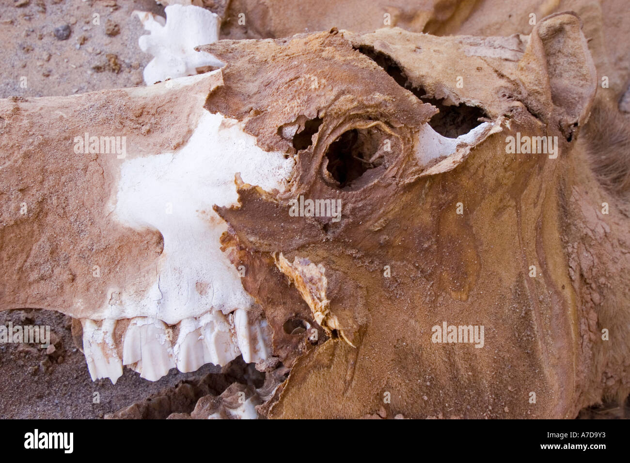 Morto il cammello nel deserto Foto Stock