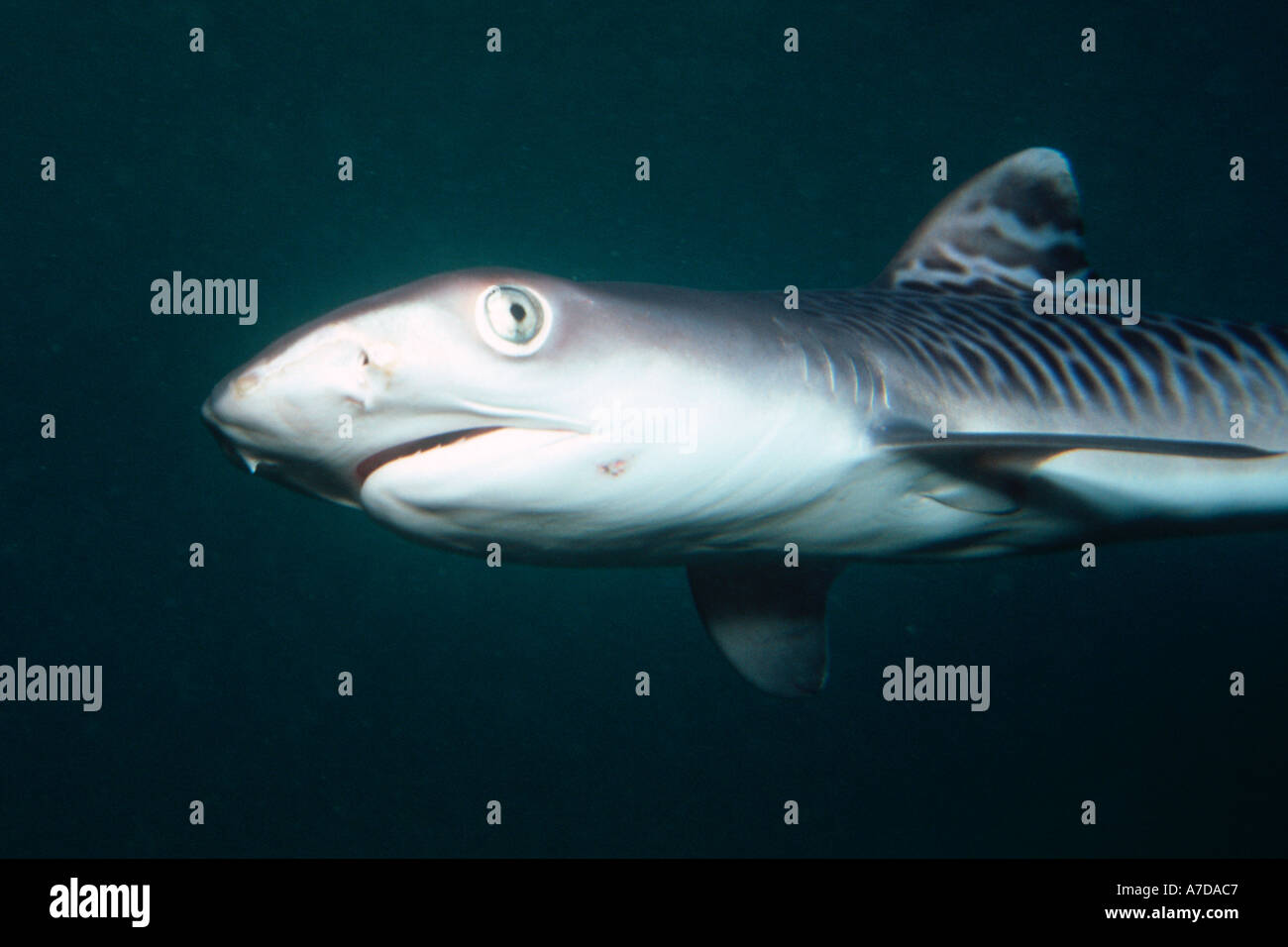 Tiger Shark pup Galeocerdo cuvier Oahu Hawaii N Pacific Foto Stock