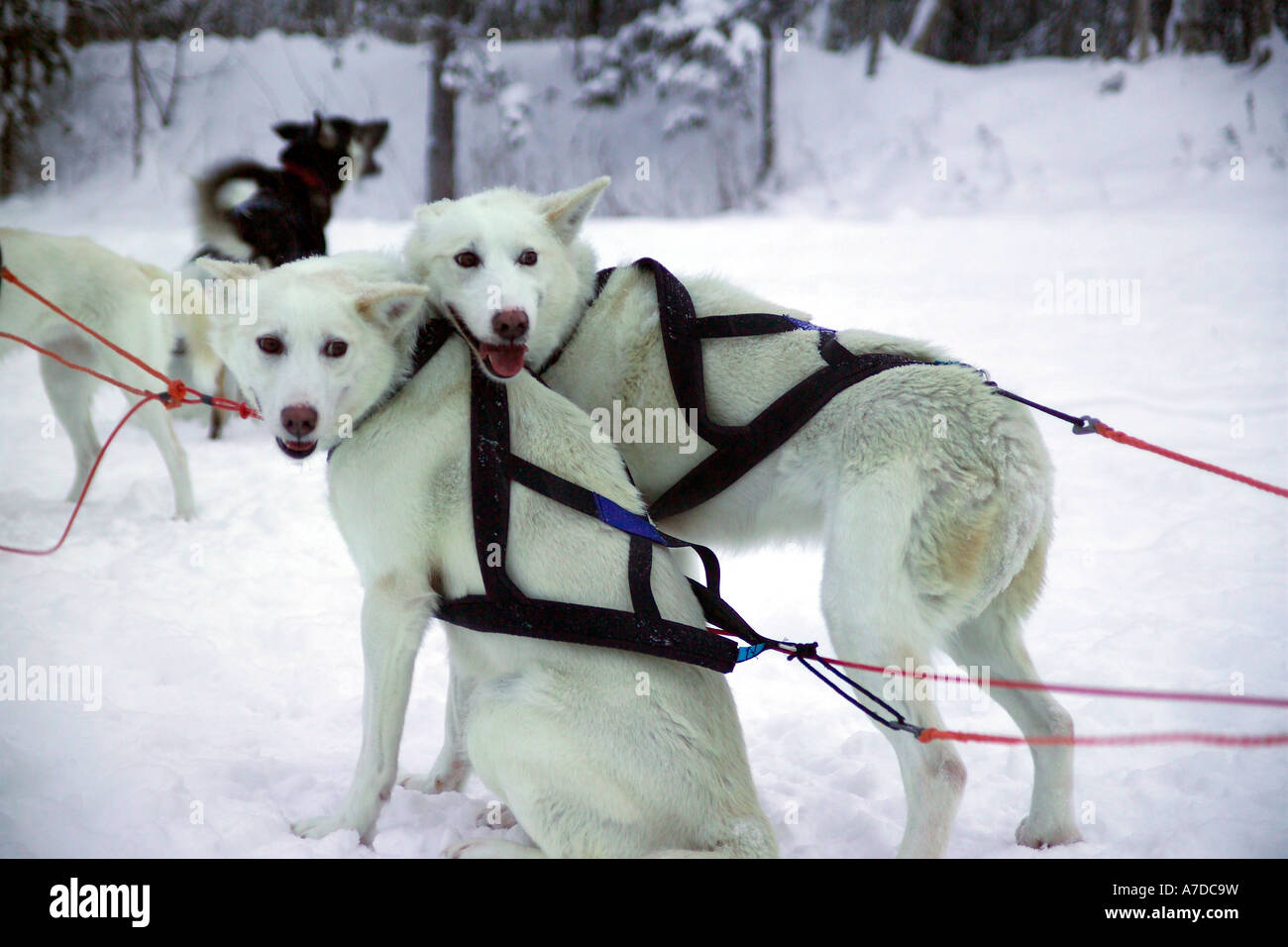 Slitte trainate da cani Foto Stock