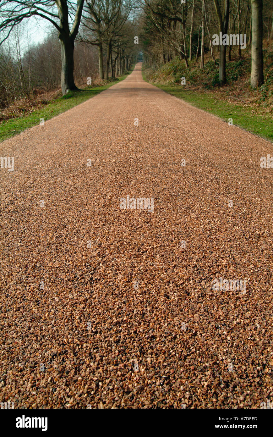Infinito la strada attraverso il bosco Foto Stock