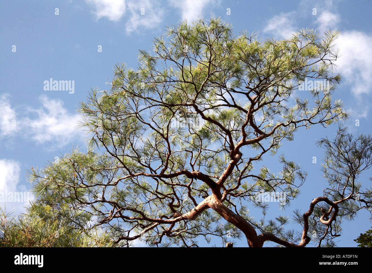 Tradizionale albero di pino contro il cielo blu nella città di Kyoto in Giappone Asia Foto Stock