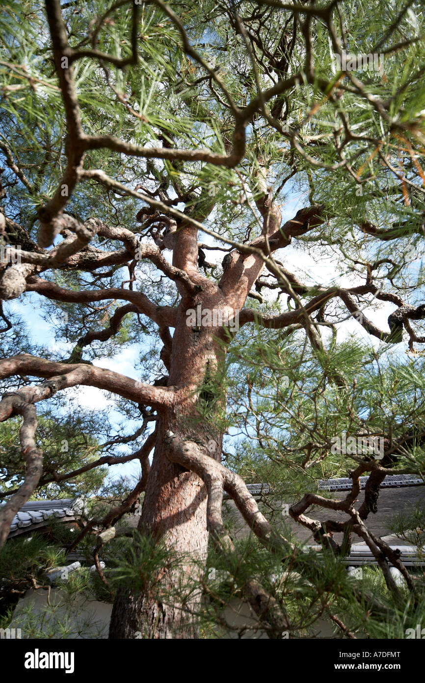 Grande albero di pino dal basso nel tempio di Nanzenji città di Kyoto in Giappone Asia storico edificio tradizionale Foto Stock
