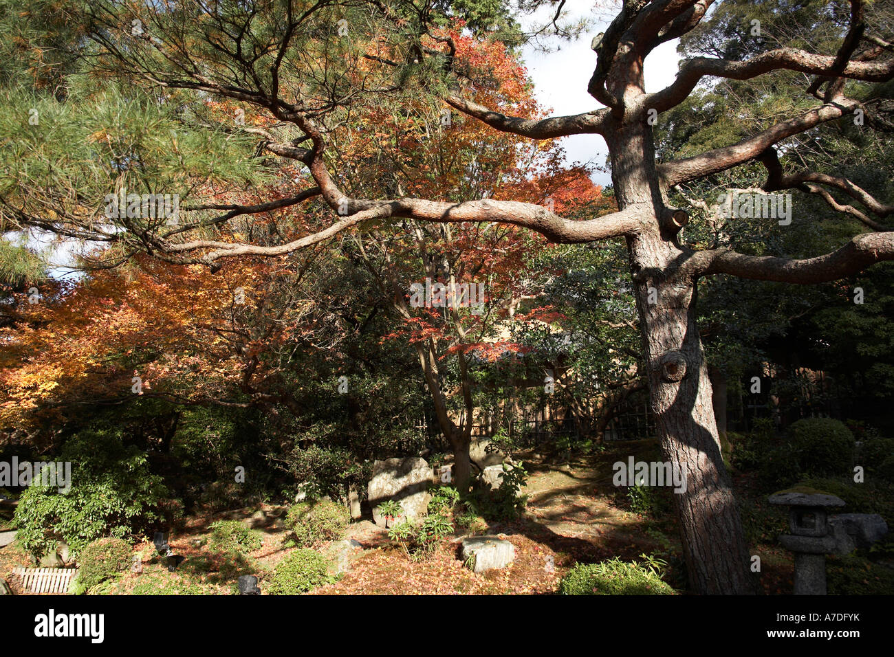 Rosso e oro autunno acero foglie e pino in Shoren tempio nella città di Kyoto in Giappone Asia Foto Stock