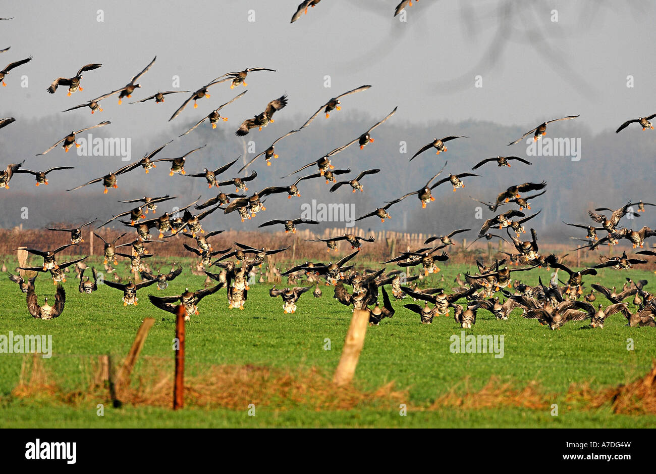 Blaessgans Anser albifrons fronteggiata bianco goose europa migrazione di uccelli vogelzug zugvoegel Foto Stock