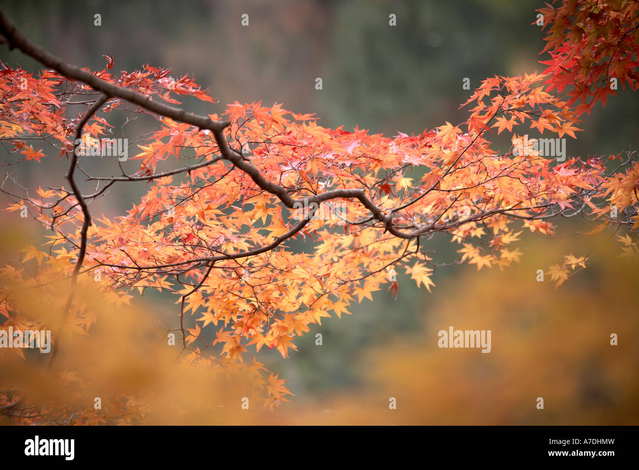 Rosso e oro di acero di autunno foglie riflettente nel lago nel tempio di Ryoanji città di Kyoto in Giappone Asia Foto Stock